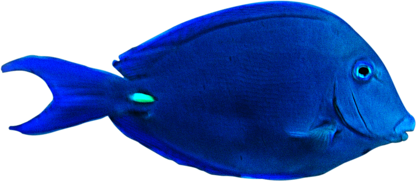 Fish Png Clipart Best Web Clipart Underwater Videography - Underwater Fish Png (2000x1000), Png Download