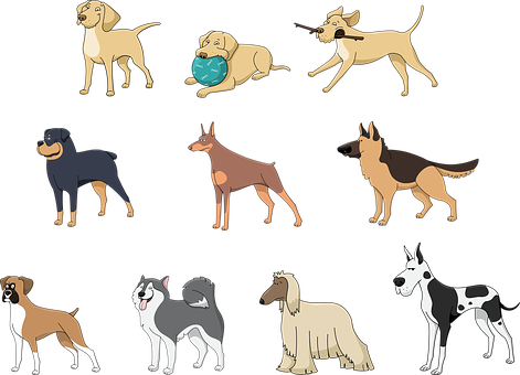 Animals Pets Dog Afghan Hound Boxer Doberm - Great Dane Dog Puppy Cartoon Drawing Samsung Galaxy (471x340), Png Download