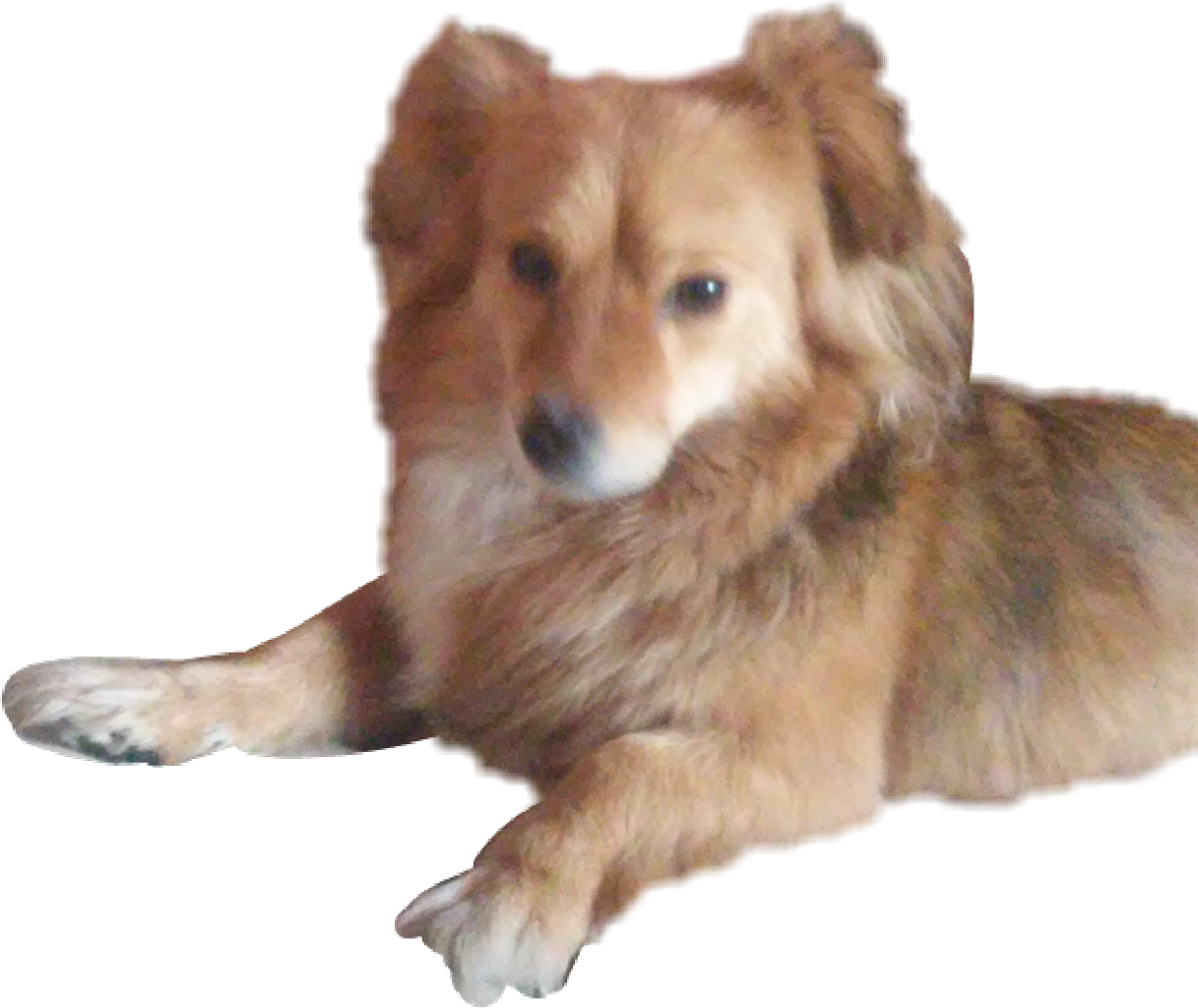 R My Doggo Doge Dog Puppy Pies Piese Piesu Misia - Companion Dog (1217x1024), Png Download