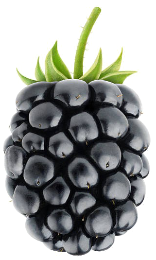 Blackberry Fruit Png Image Background - Blackberry Fruit (518x612), Png Download