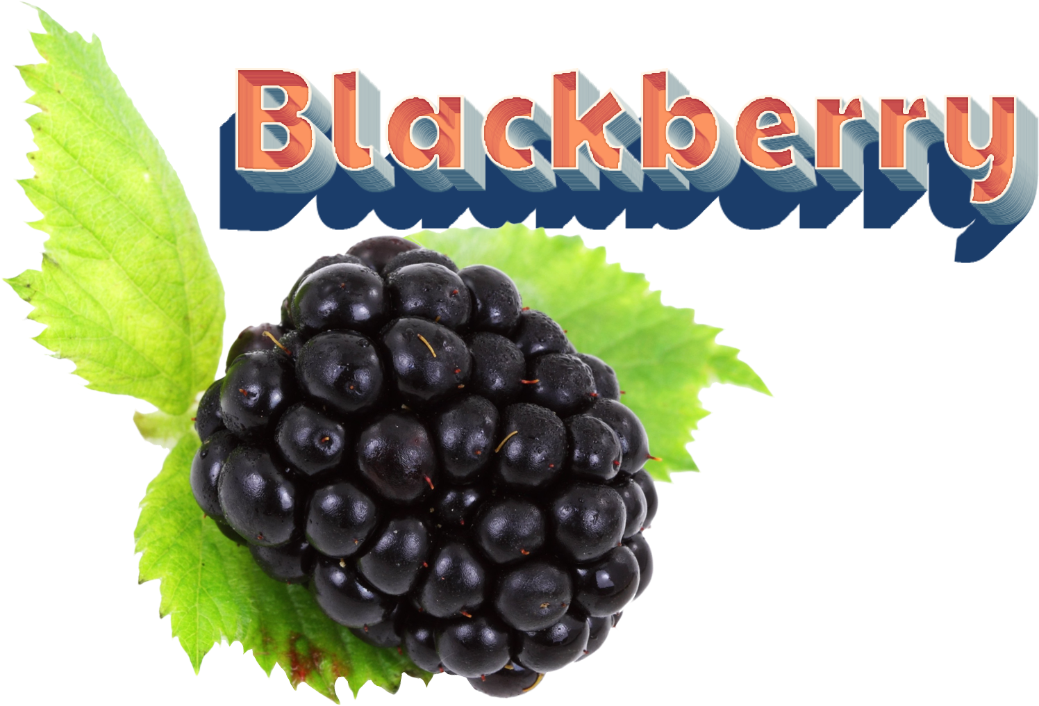 Blackberry Png Clipart - Portable Network Graphics (1920x1200), Png Download
