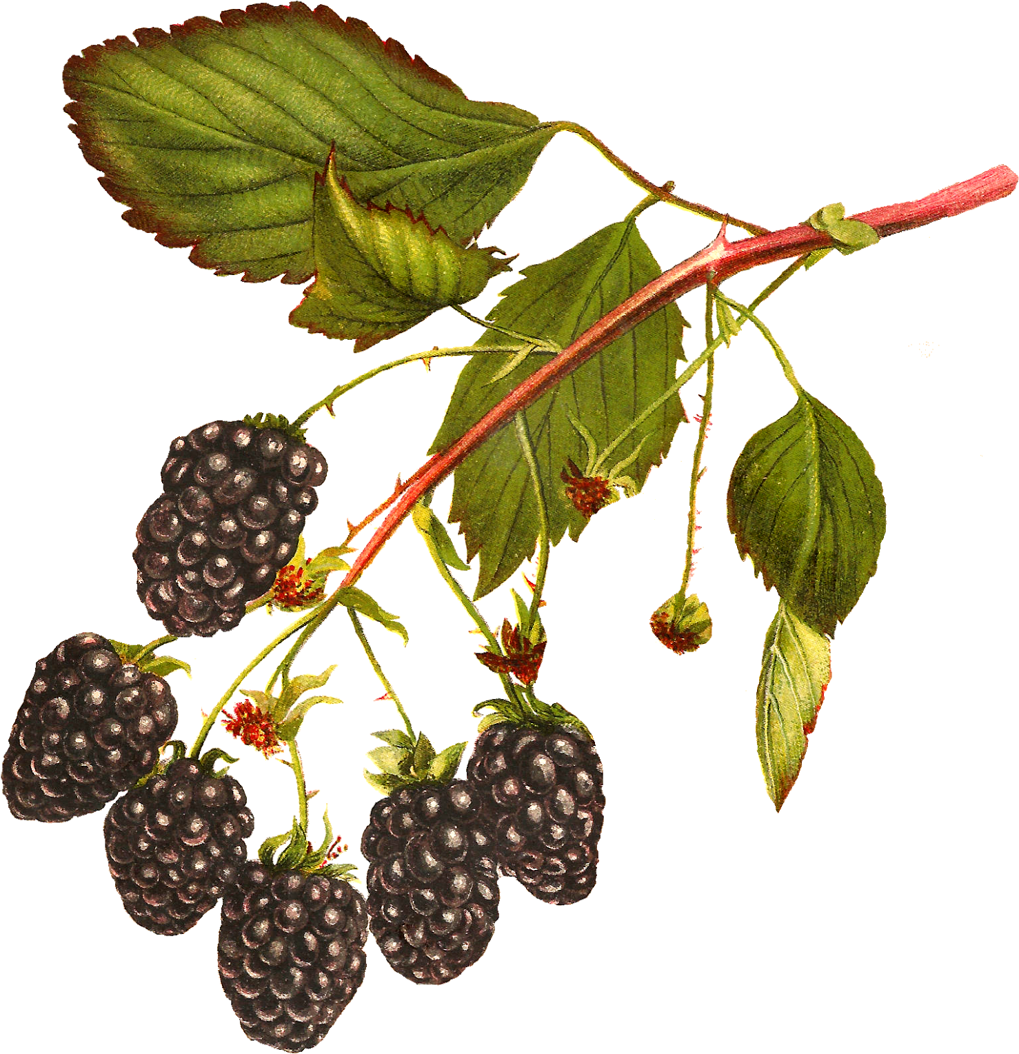 Digital Blackberry Fruit Download (1556x1600), Png Download