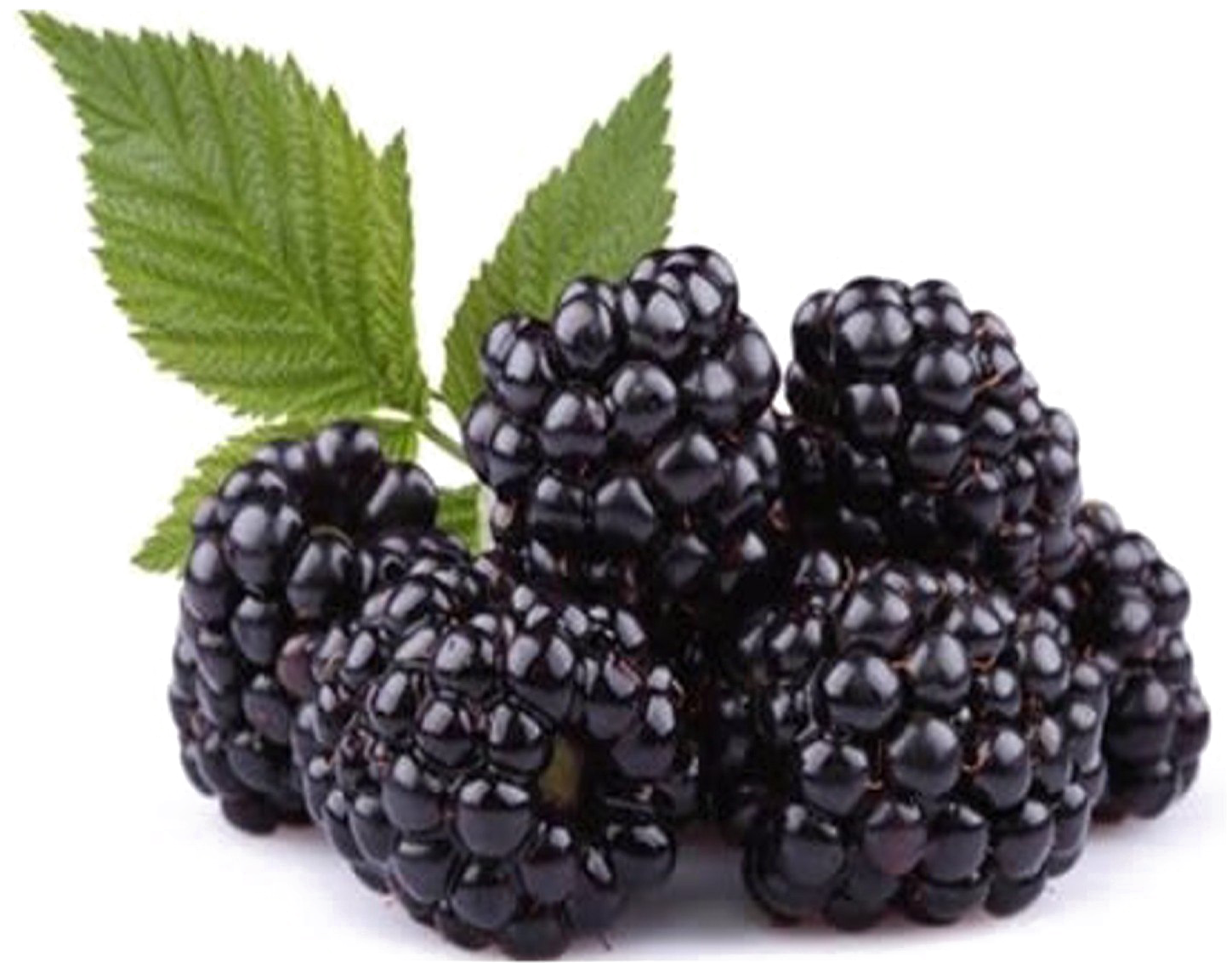 Blackberry Fruit Png Free Download - Black Raspberry Seed Oil - Cold Pressed Organic Pure (1536x1152), Png Download