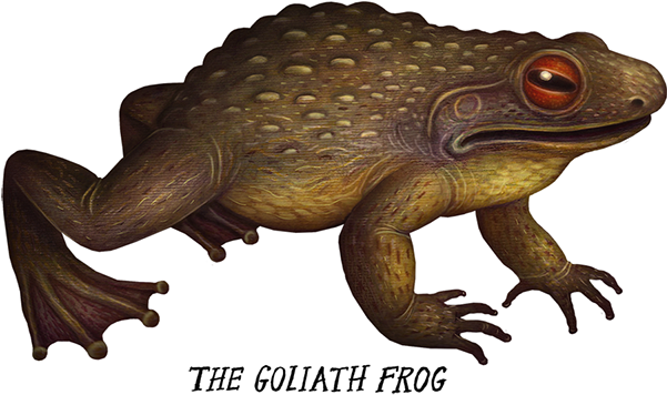 Banner Library Crazy Monster Frogs On Behance Illustration - Goliath Frog (600x367), Png Download
