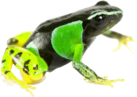 "skinning [was] A Normal Practice, But In The Previous - Malagasy Poison Frogs (600x436), Png Download