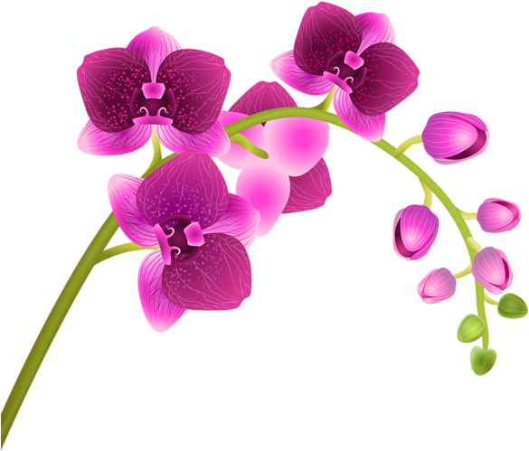 Orchid Flower Transparent Png Clip Art Image - Clip Art Orchid (600x541), Png Download