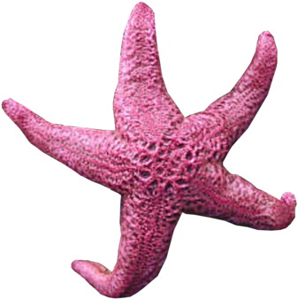 Background Transparent - Star Fish Transparent Background (400x358), Png Download