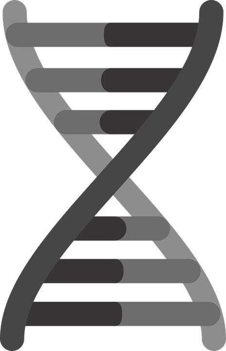 Dna Png, Download Png Image With Transparent Background, - Mutação Genética (464x720), Png Download