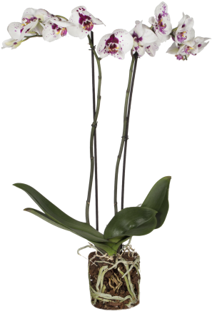 Orchid Picasso - Pablo Picasso (576x576), Png Download