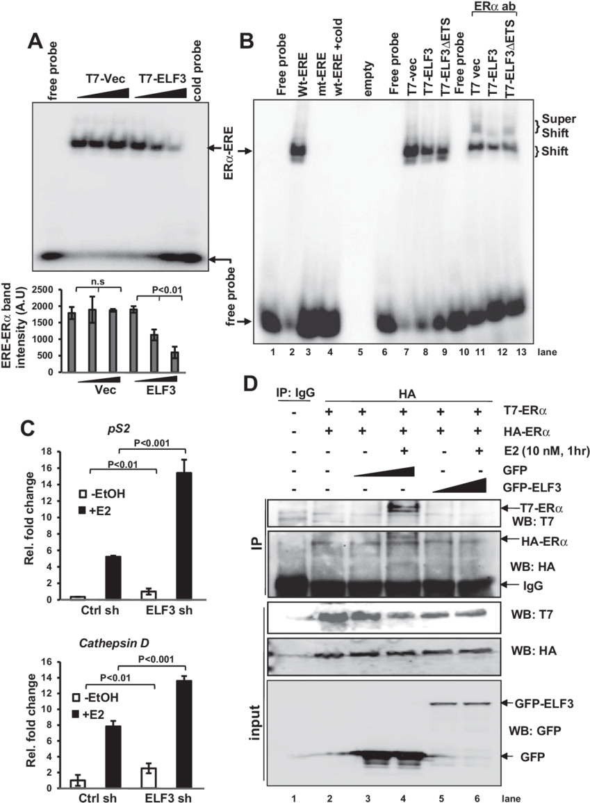 Elf3 Inhibits Erα Dna Binding Capacity And Recruitment - Diagram (850x1162), Png Download