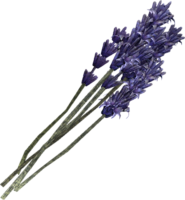 Lavender, Gallery Cashadvance6online (595x644), Png Download