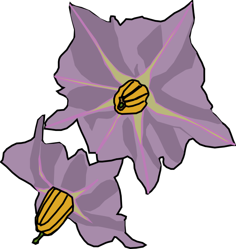 Potato Flowers - Potato Flower Png (769x812), Png Download