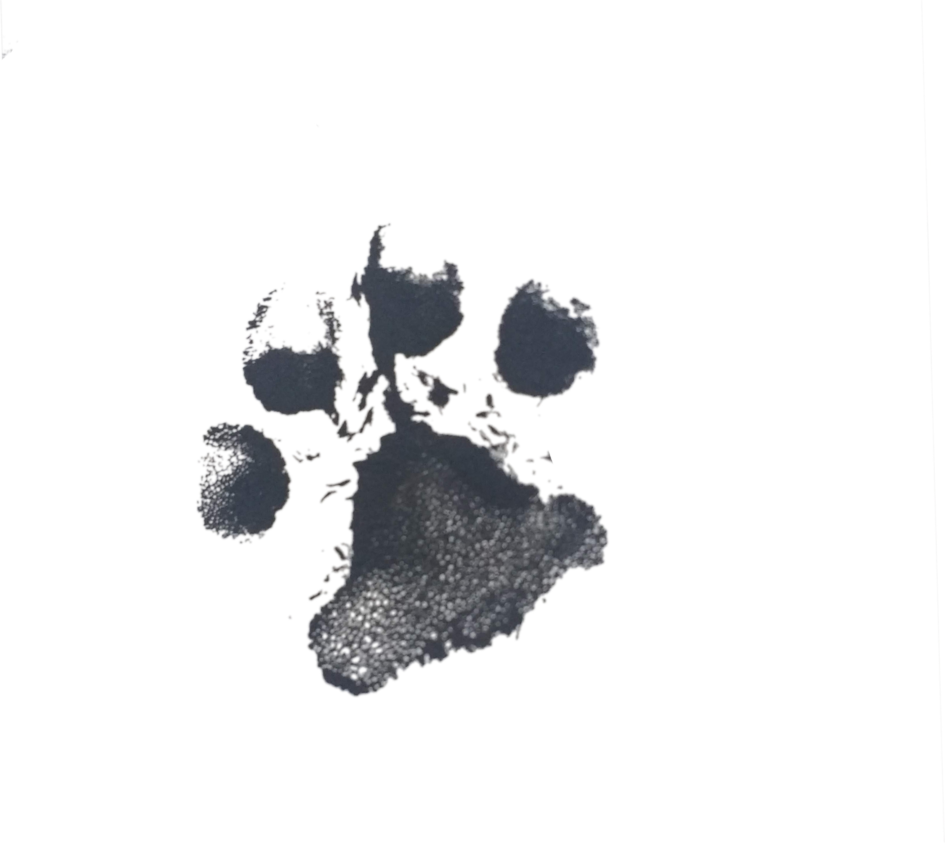 This Png Transforms Into - Tree (4160x3120), Png Download