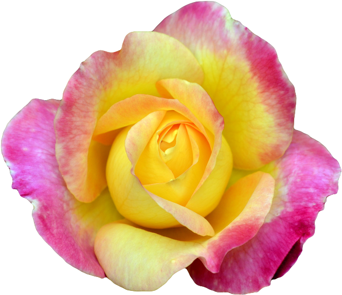 Pink And Yellow Rose Png (674x589), Png Download