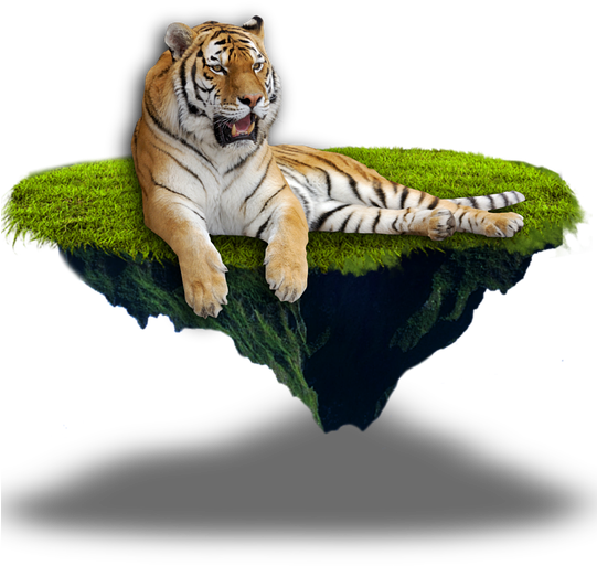 Tiger Png 17, Buy Clip Art - Moorea (540x720), Png Download
