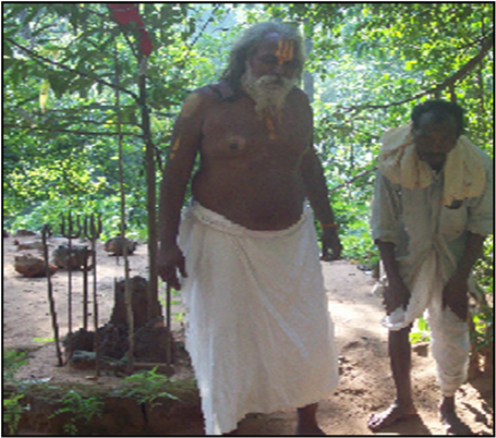 Main Source Of - Old-growth Forest (902x406), Png Download