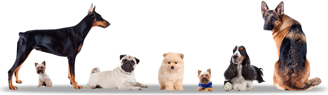 Vet Formulated With High Potency Premium Ingredients - Dogs Different (1098x321), Png Download