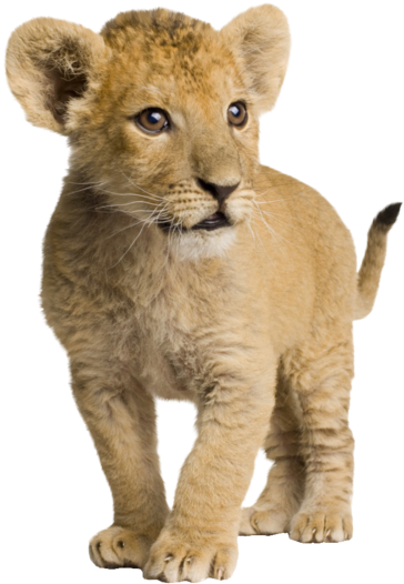 Com Lion Cub By Syl - Lion Baby Images Hd (800x600), Png Download