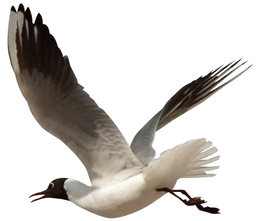 Ocean Birds Transparent Png - Beach Birds Clipart Png (600x600), Png Download