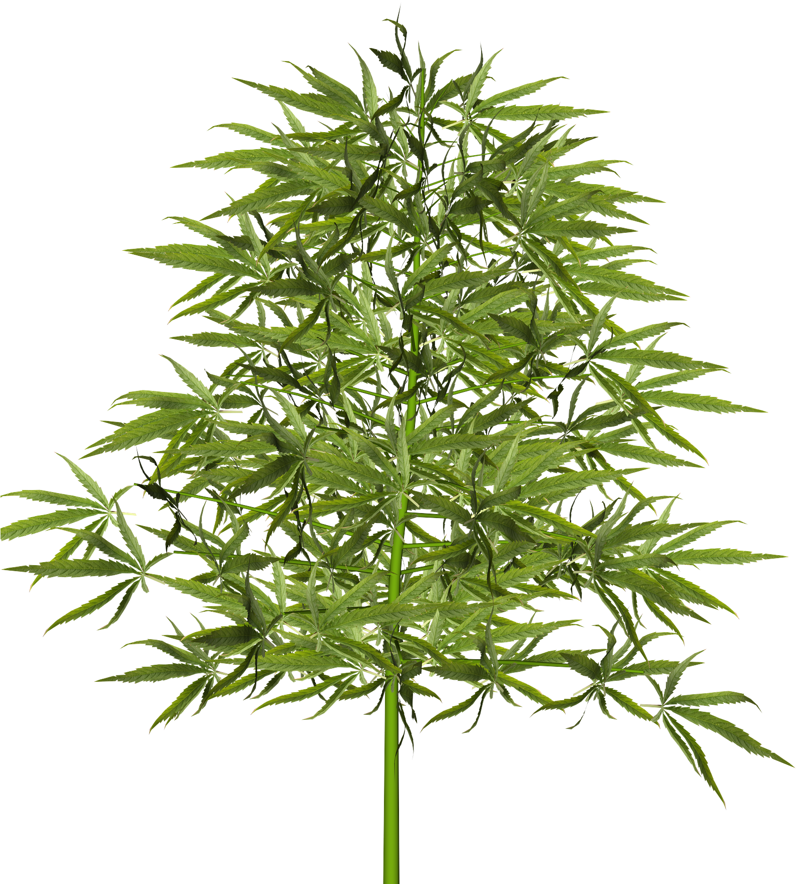 View Larger Image - American Larch (2000x2000), Png Download