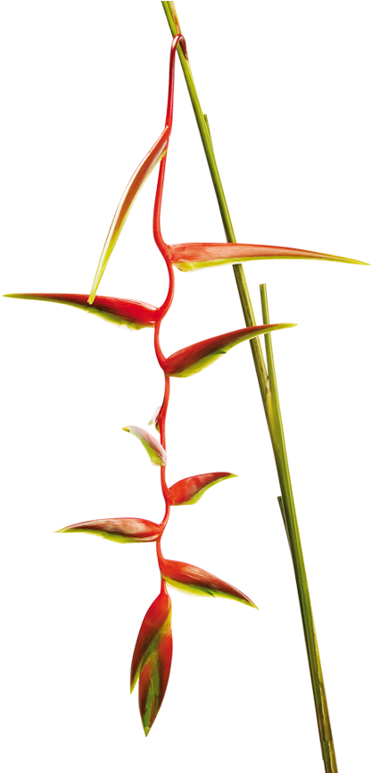 Heliconia Chartacea (870x864), Png Download