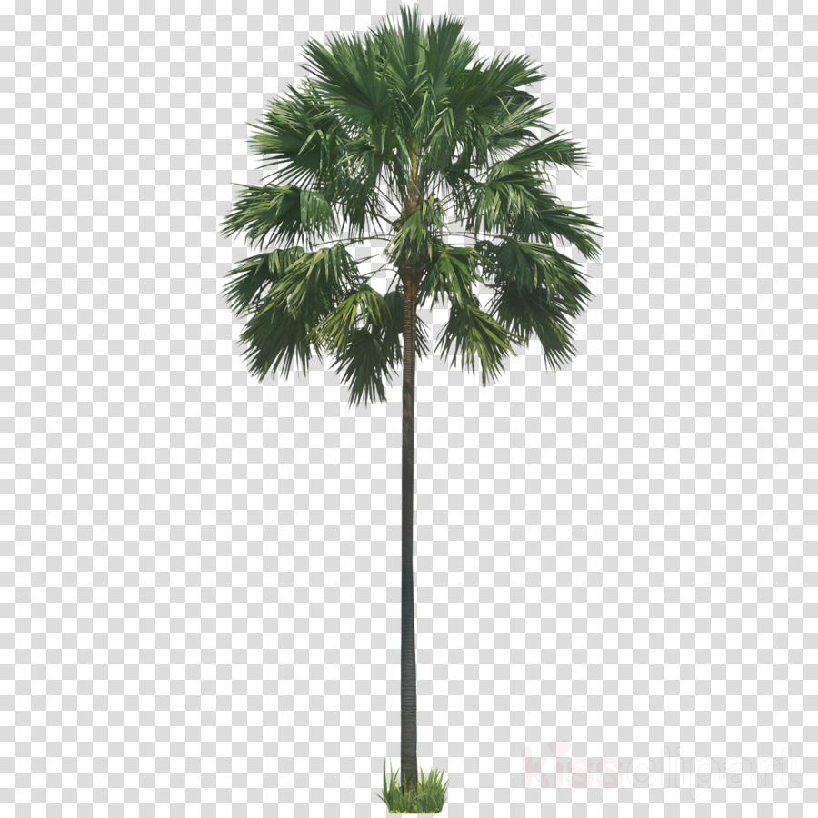 Download Transparent Palm Tree Png Clipart Palm Trees Wodyetia - Sabal