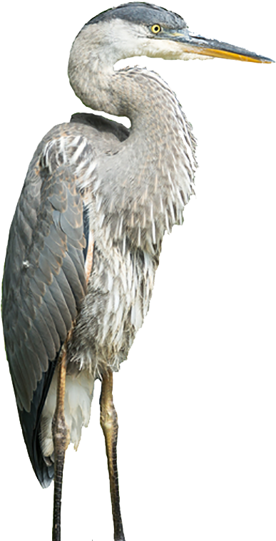 Get In Touch - Heron (454x898), Png Download