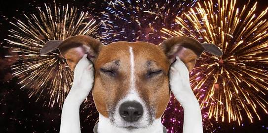 Keep Your Dogs Safe At Territory Day - Perro Miedo A Petardos (543x271), Png Download