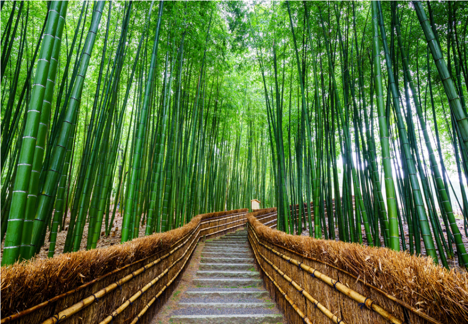 Bamboo Forest Png - Tokyo Things To Do And See (1228x662), Png Download