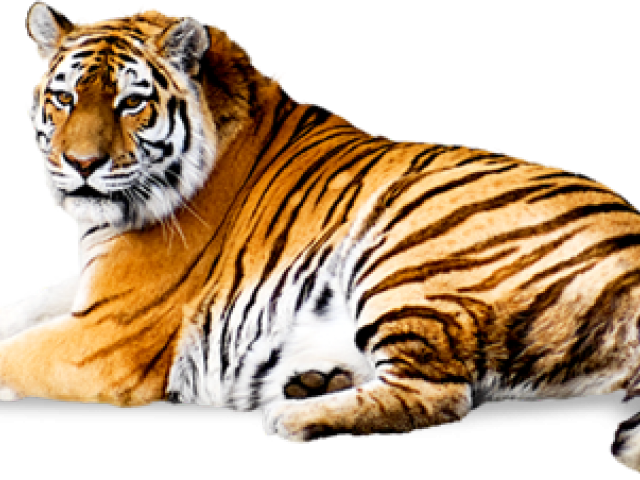 Tiger Png Transparent Images - My Cute Board Book Of Wild Animals - English (640x480), Png Download