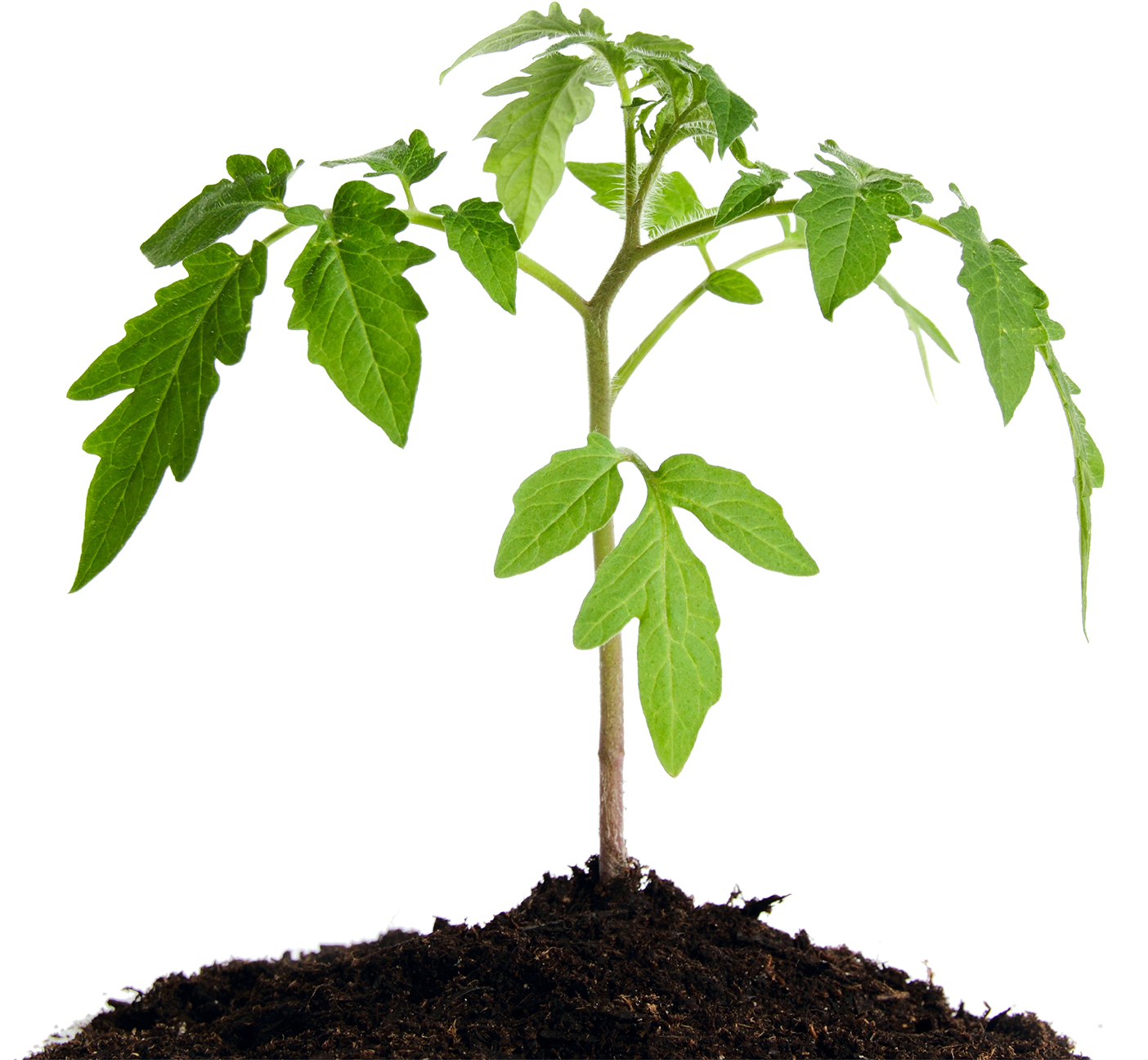 We Hand Craft Easy To Use Products That Transform Poor - Tomato (1500x1368), Png Download