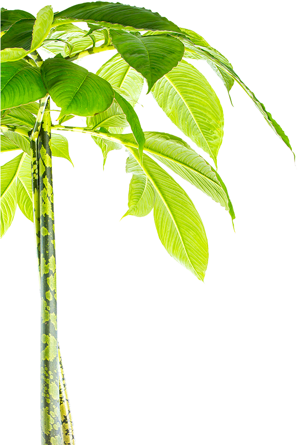 Wake Up Your Complexion - Palm Tree (594x864), Png Download