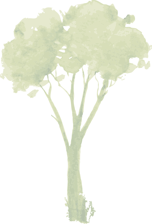 Tree (529x778), Png Download
