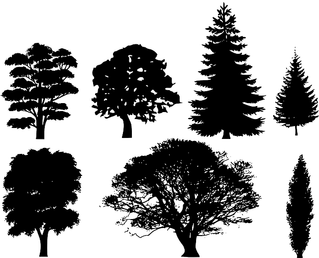 Black, Trees, Deciduous, Needles, Shape, Treetop, Crown - Draw A Tree Silhouette (640x534), Png Download