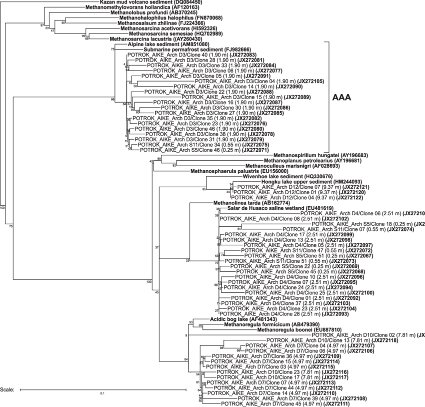 Phylogenetic Tree Of Partial 16s Rrna Gene Sequences - Phylogenetic Tree (850x813), Png Download