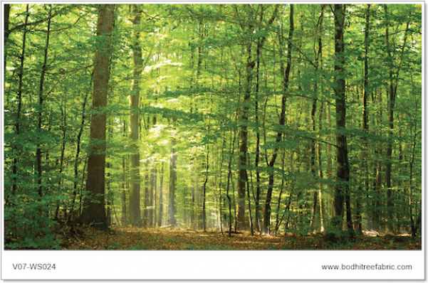 Forest Wallpaper Or Fabric - Tropical Evergreen Rain Forests In India (600x800), Png Download