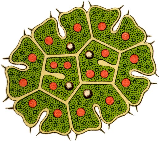 Kunstformen Der Natur (589x534), Png Download