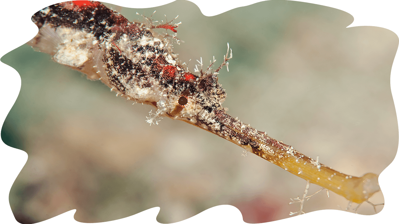 Sea Cucumbers « - Sea Cucumber (1280x720), Png Download