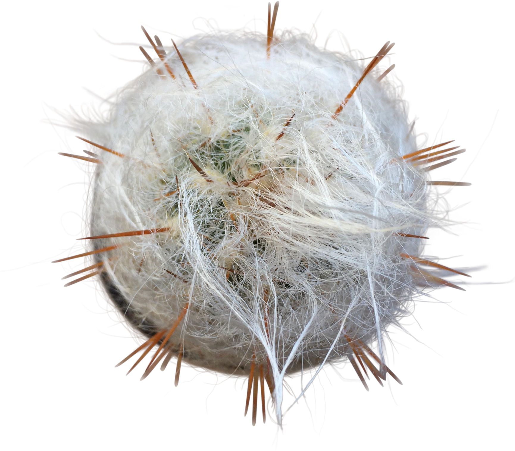 Old Man Cactus (1730x1730), Png Download