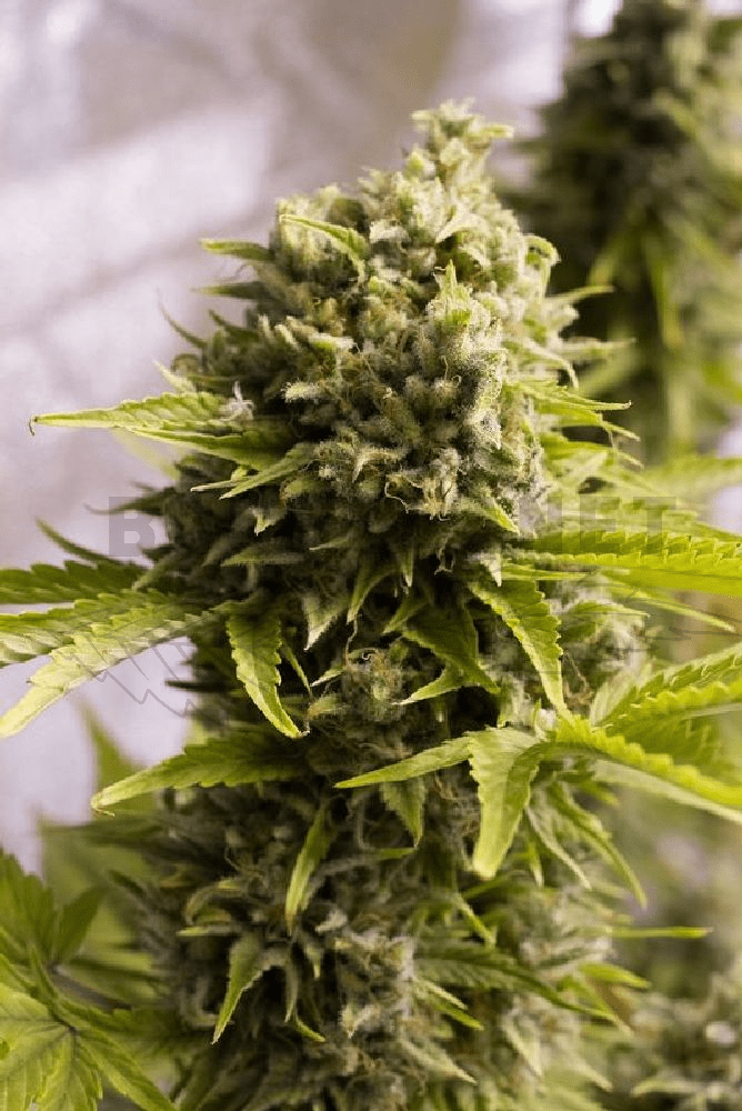Humboldt Seeds / Auto 5er / Bubba Cheese - Bubba Cheese Auto Humboldt (668x1000), Png Download