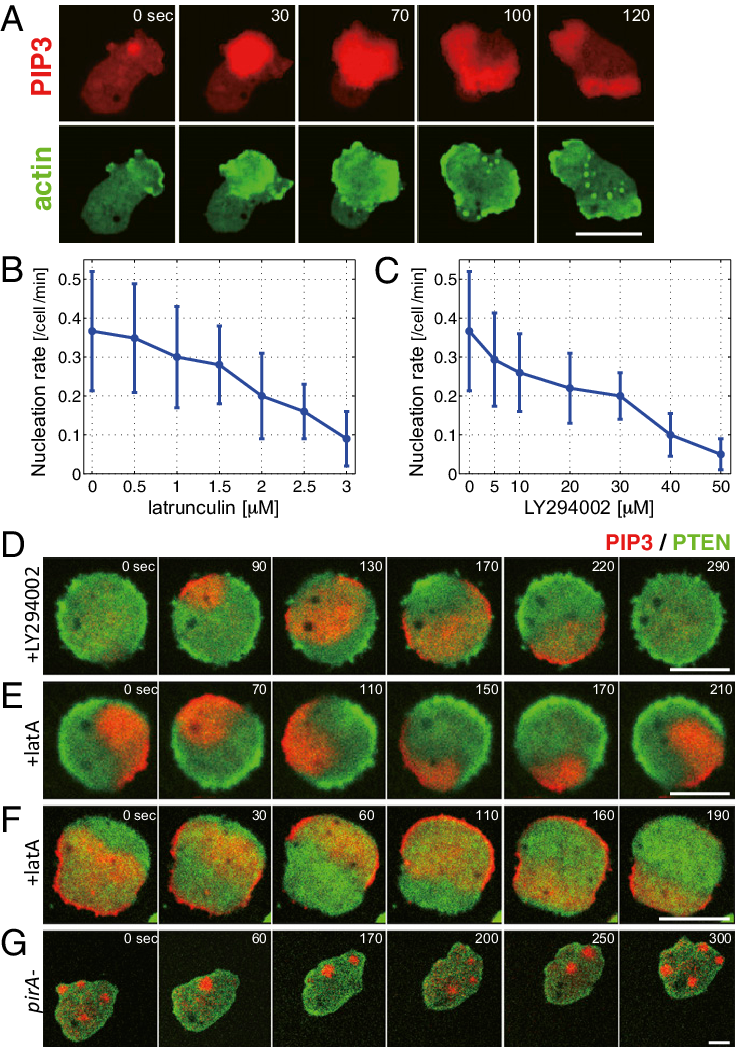 Inhibition Of Actin Polymerization Or Pi3kinase Activity - Nucleation (735x1047), Png Download