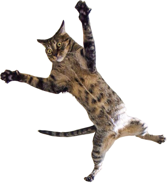 Jumping Cat Png Jpg Royalty Free Library - Cat Spread Eagle (582x639), Png Download