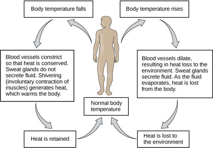 The Body Is Able To Regulate Temperature In Response - Body Temperature Feedback Loop (725x504), Png Download
