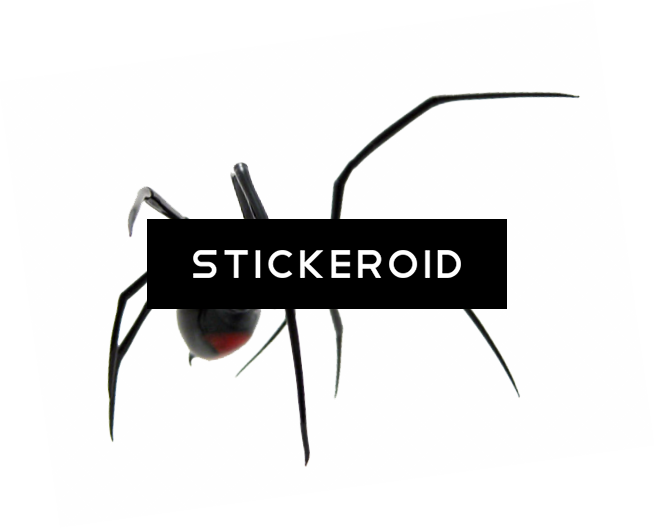 Spider - Black Widow (655x529), Png Download