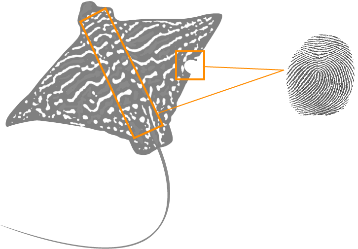 Individual Identification Is Necessary For A Good Understanding (726x505), Png Download