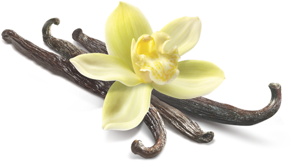 Arginine - Vanilla Png Hd (600x600), Png Download