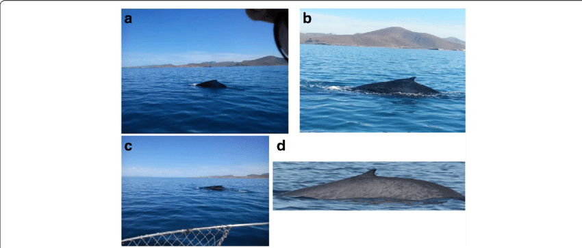 A Image Acquired By Mobile Device Sony Xperia J - Ocean (850x363), Png Download