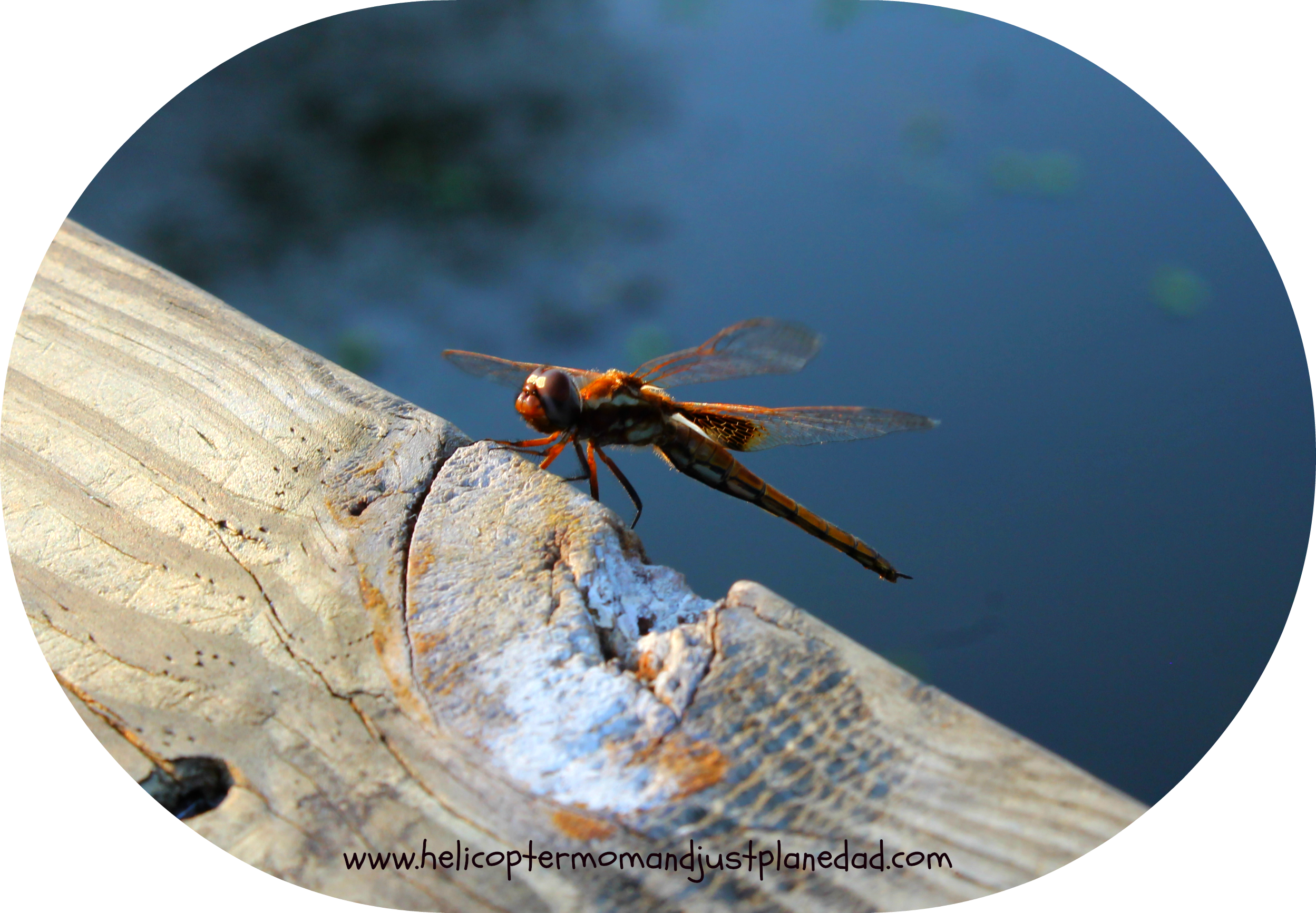 Back To Foto Flyday-dragonfly - Net-winged Insects (2497x1733), Png Download