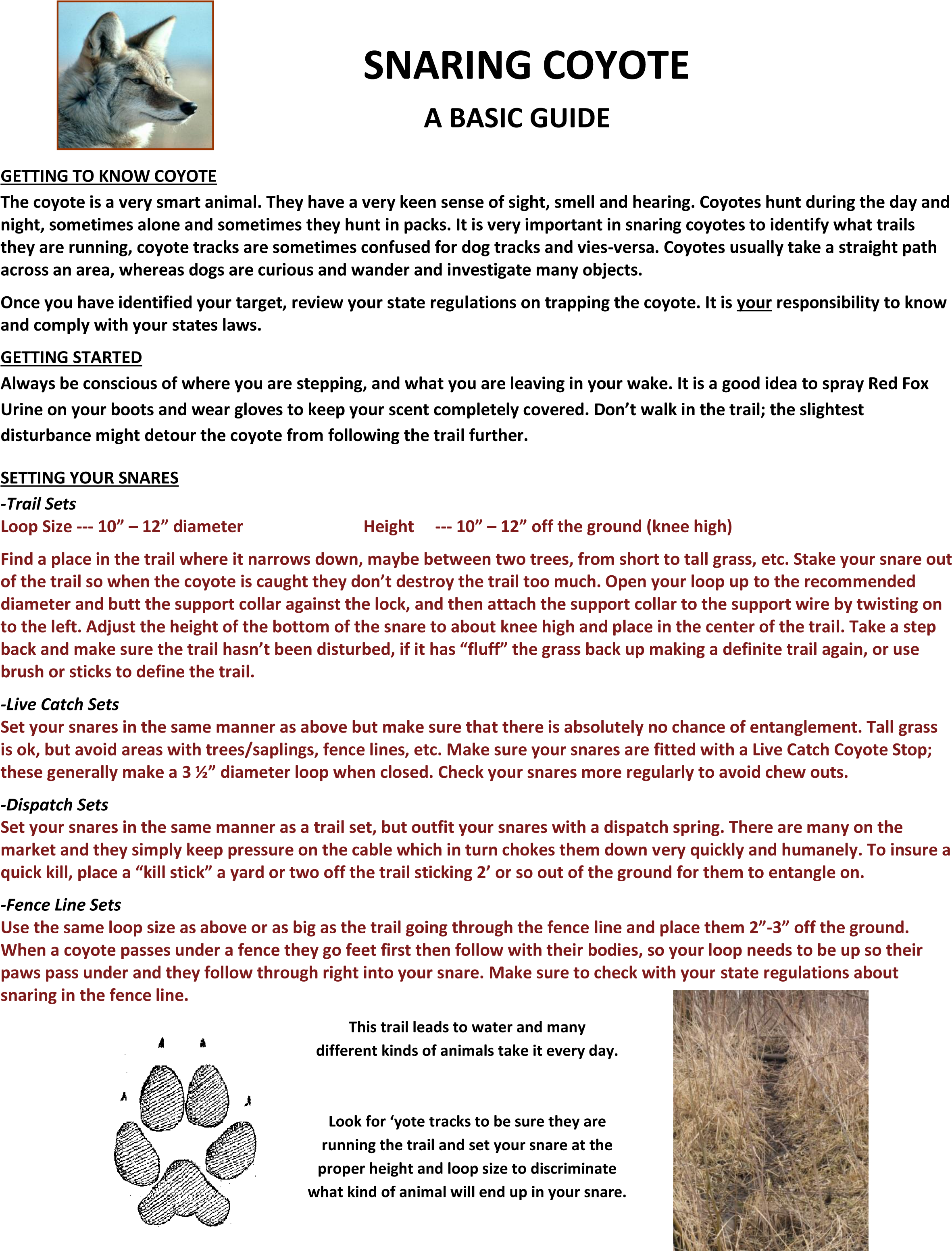 Images/snaringyote - Coyote (2477x3186), Png Download