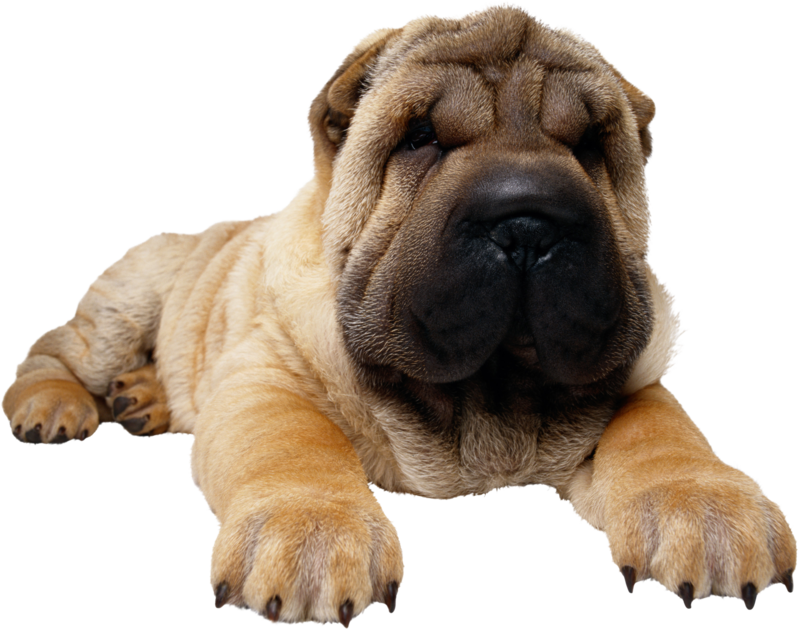 Dog Png, Download Png Image With Transparent Background, - Chow Chow Com Pug (800x629), Png Download